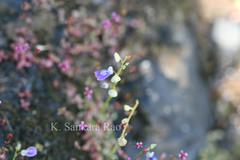 Utricularia praeterita